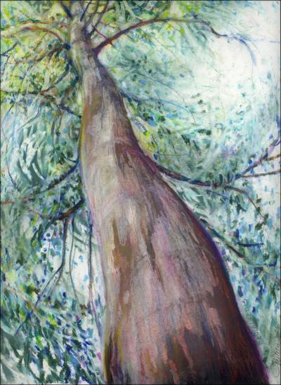 Eucalyptus Tree