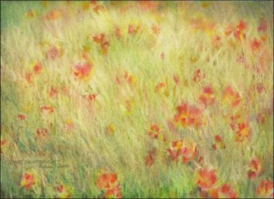 Texas Paintbrush