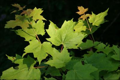 Maple leaves, Kingston, Ontario