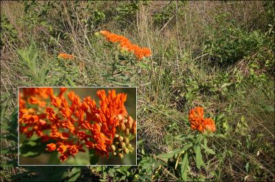 Orange Milkweed