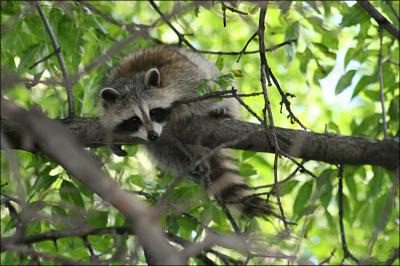 Raccoon