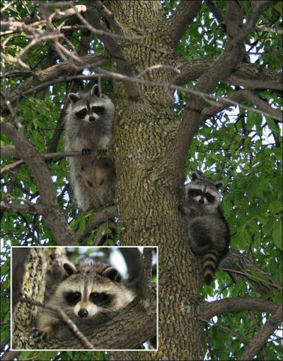 Raccoons