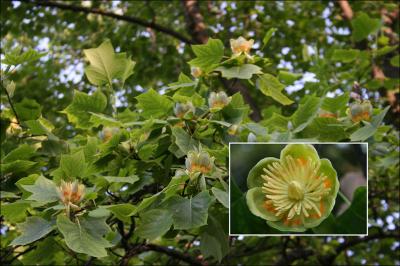 Yellow Poplar, Niagara Falls, NY