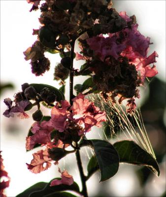 Crepe Myrtle