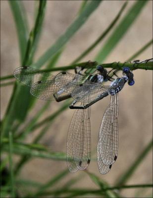 Mating Damselflies