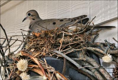 Dove Nesting in the wreath by the back door