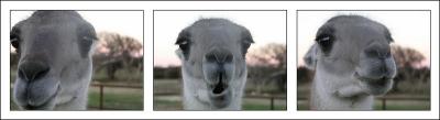 Guanaco at Fossil Rim