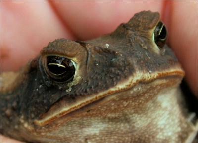 Garden Toad