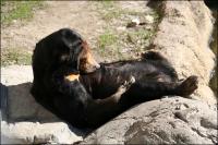 Asian Sun Bear, Fort Worth Zoo, Texas