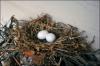 Dove eggs in May