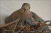 Nesting Mom and new chick