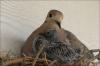 Dove chick growing and becoming more vocal