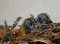 The chick Sept. 7th - about a week old