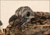 Sept.9th - ruffling feathers and snapping it’s tiny beak at me!