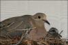 Dove and 6 day old chick