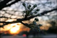 Linden Sunset - March 2007 - Coppell, Texas