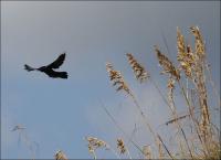 Grackle - Cape Hatteras, NC