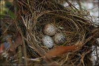 Cardinal eggs, Spring 2007, in one of our back yard bushes