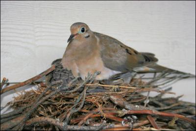 No room left in the nest
