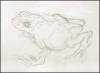 Poison Dart Frog sketch #3