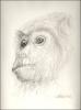 Male Howler Monkey - pencil 2006 - Dallas World Aquarium
