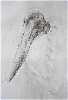 Jabiru - 24 x 18 pencil, eraser on paper