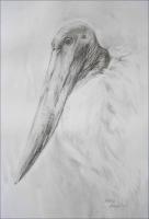 Jabiru - 24 x 18 pencil, eraser on paper