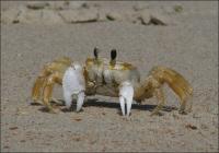Sand Crab - Pony Island, NC
