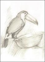 Swainsons’ Toucan (DWA)