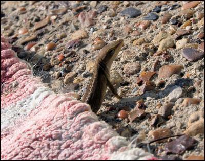 Anole under the rug, and eating fire ants