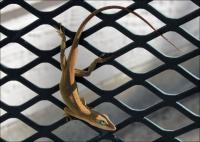 Anole #1 - Lewisville, Texas
