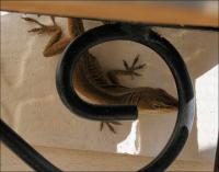 Anole #3