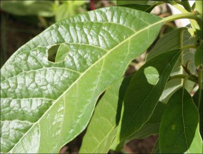 Caterpillar Art - avacado plant