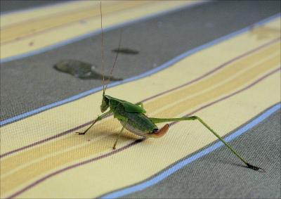 Cool Cricket, Lewisville, Texas