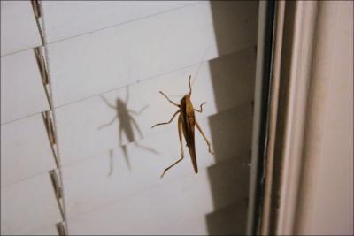 Grasshopper on the back door window. Oct. 2007 Lewisville, Texas