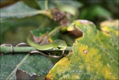 Rough green snake - Opheodrys aestivus - nonvenomous, Coppell, Texas