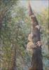 Polypore Fungi - 58 x 41 x 1.5, unfinished
