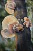 Polypore Fungi - detail 02
