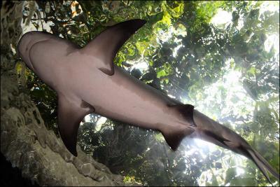 Bull Shark, Dallas World Aquarium