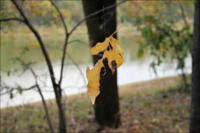 Magical twirling leaf