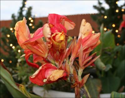 Canna Lilies in December