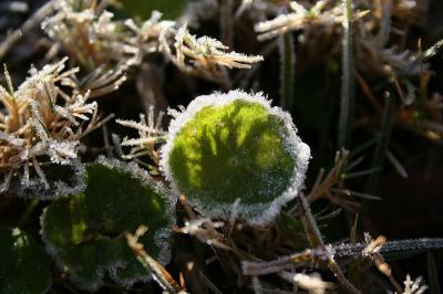 Frosty morning