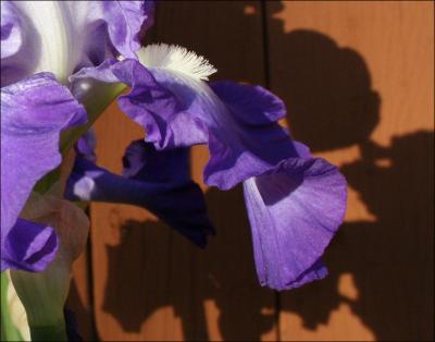 Bearded Iris blooming in December - Lewisville, Texas