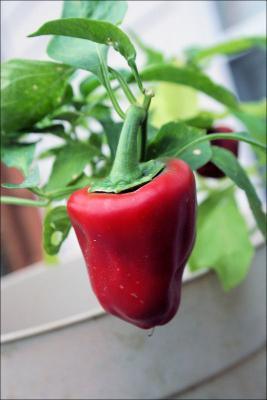 Red Pepper, December colors