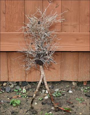 “Pretty Lady”, upside down Croton roots and stem