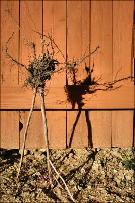 Song and Dance - Basil roots and stems garden sculpture