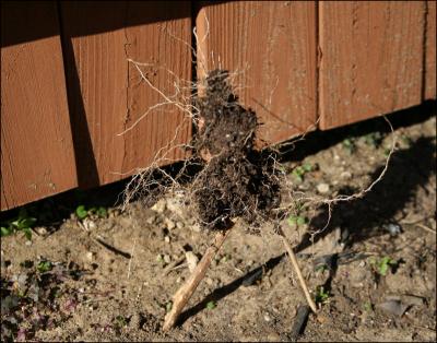 Confidence - tomato stem and roots garden sculpture