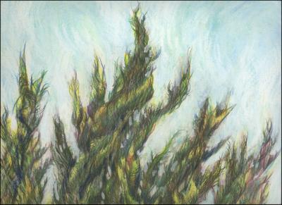 Cypress, Kitty Hawk, NC - 24 x 18 inches graphite, oil pastel, watercolor pencils