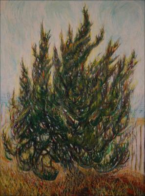 Cypress, KittyHawk, NC - 24 x 18 Oil Pastels