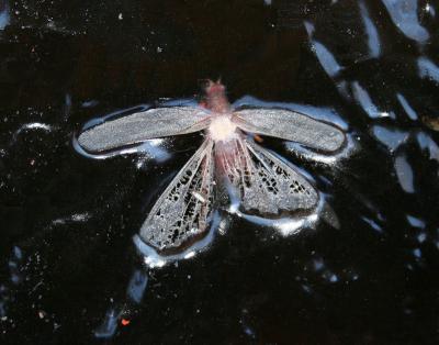 Moth in frozen pond water